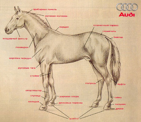Audi. Узнай своего коня лучше